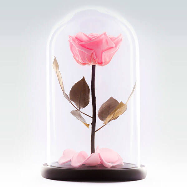 дарить розу в колбе розового цвета
